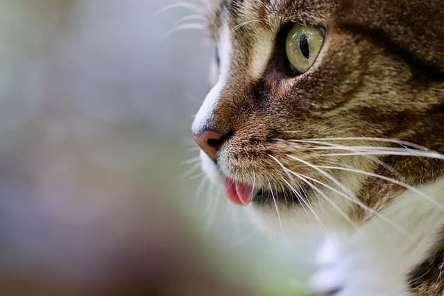 Top Gadgets that Pet Owners Need