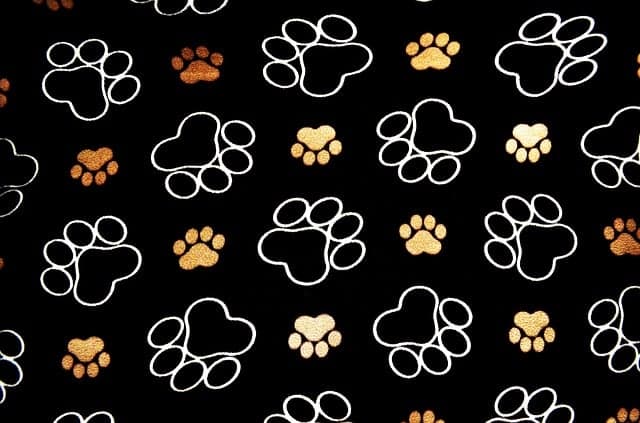 How to Create a Dog Accessory Brand?