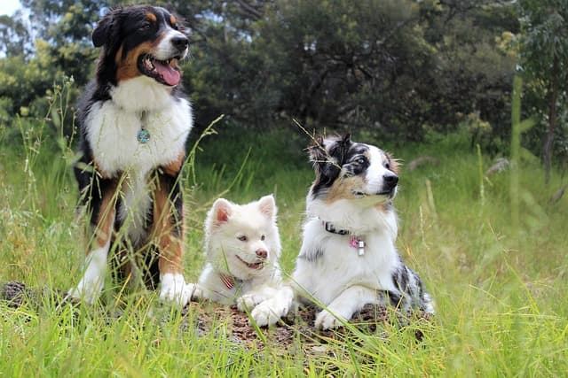Marketing for Online Pet Accessories Stores: How to Attract Pet Owners