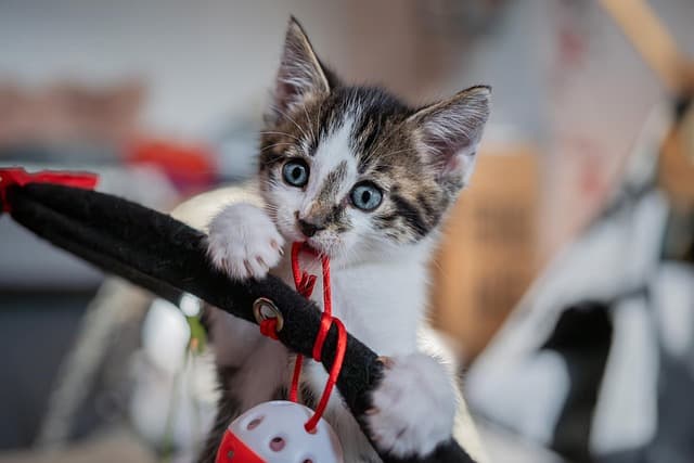 What to Buy for Pets in 2025: Top Trends in the Pet Market