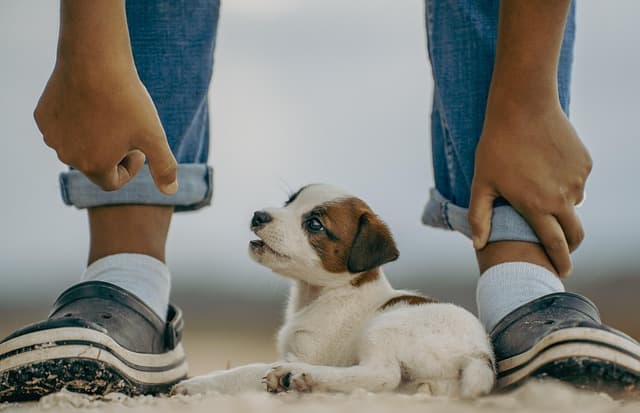 Personalization in Pet Products: a New Level of Care